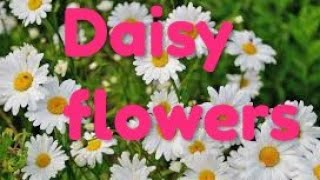 Daisy flowers Worlds most beautiful flowers [upl. by Nezam]