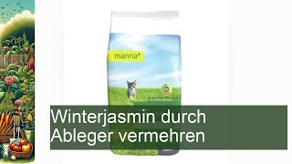 Winterjasmin erfolgreich vermehren So gelingts mit Ablegern [upl. by Dihgirb533]