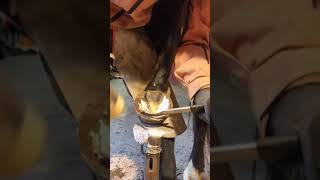 Hoofcare farrrierlife farrierwork farriery farrier horse satisfying asmr satisfyingvideo [upl. by Koffler729]