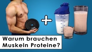 Muskelaufbau  Warum der Körper Proteine benötigt [upl. by Landrum]