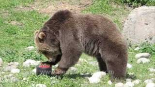 Bear Proof Canister attacked  UDAP NOFEDBEAR™ [upl. by Newol79]