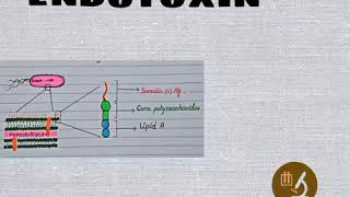 Endotoxinslipopolysaccharide structuremode of action of endotoxins [upl. by Shrier127]