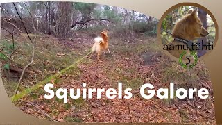 Finnish Spitz and a Plethora of Squirrels [upl. by Neyr]