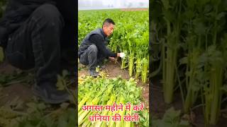 How to sow coriander seeds corianderfarming baigankikheti tomato youtubeshorts farming new [upl. by Kreager]