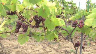 Domaine Poiron Dabin  Muscadet Sèvre et Maine sur Lie  Val de Loire [upl. by Akimat]