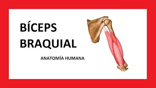 ¿Qué es el bíceps braquial  Anatomía humana [upl. by Phillis]