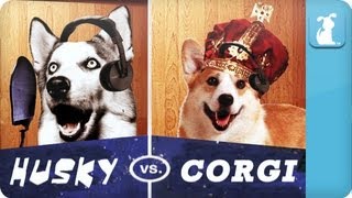 Pet Vs Pet Rap Battles Husky Vs Corgi [upl. by Oirramed]