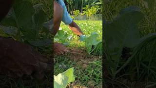 Phool Gobhi Ki kheti shortvideo shorts short gobhi [upl. by Edna885]