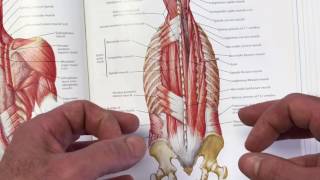 StabilityWOD 37 Multifidus Where Lumbar Stability Begins [upl. by Ylatfen286]