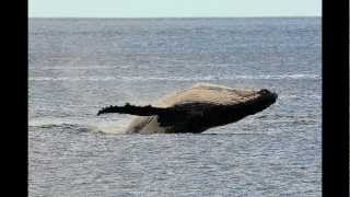 Whales off Bicheno Tasmania [upl. by Dorweiler]