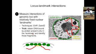 MIT CompBio Lecture 09  Three Dimensional Genome [upl. by Post]