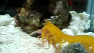 Pseudosquilla ciliata eats Shrimp [upl. by Rickie]