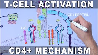 T Cell Activation  Mechanism [upl. by Htiek]