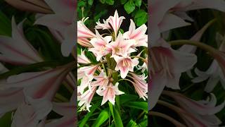 Crinum LatifoliumSudarshan benefits sudarshan gardening flowers viral [upl. by Sayette]