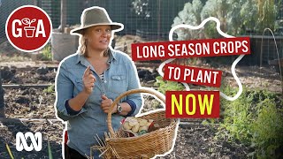 LongSeason Crops to Plant Now  Growing fruit amp vegies  Gardening Australia [upl. by Nuahsyd147]