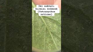 İki Noktalı Kırmızı Örümcek Tetranychus urticae [upl. by Carpet]