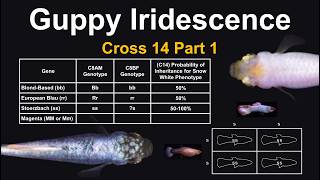 Cross 14 Part 1  A New Guppy Breeding Experiment Setting up for an F2 amp Analyzing Their Genetics [upl. by Dyal]