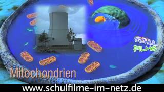 Die Zelle  Schulfilm Biologie [upl. by Hsur867]