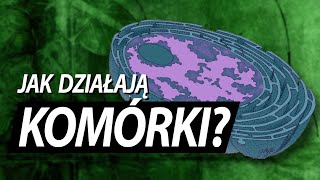 Komórka jak ogromna fabryka [upl. by Mossberg]