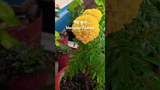 Marigold flowers winter flowering plant ytshorts floweringplant viralvideo shortsvideo shorts🌿 [upl. by Eeluj]