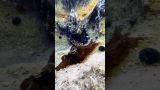 Aplysia sydneyensis Sea Hare Manly beach sydney [upl. by Weston]