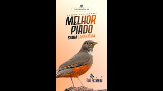 Piado e Disparo de Sabiá Laranjeira Turdus Rufiventris [upl. by Tore813]