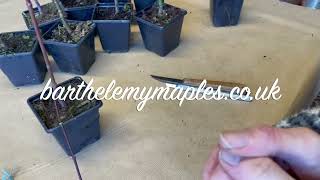 How to graft Japanese Maples Instruction and kits [upl. by Nol317]