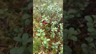 Berry picking in finland [upl. by Omura]