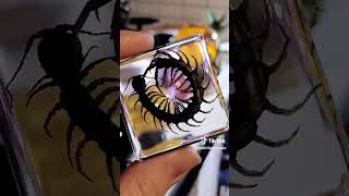 These are our centipede specimens I love these resin pieces they are some of my favorites [upl. by Germano620]