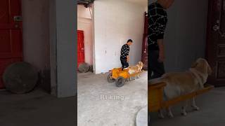 Daring Dog chauffeur 🐕New Viral Gadgets Smart Appliances Kitchen Utensils Home Inventions [upl. by Negiam801]