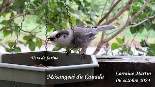 Épisode  03 Mésangeai du Canada 6 octobre 2024 il mange des vers de farine à SaintFabiendePanet [upl. by Jarvis]