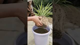 Plants grow flowers in pot plastic garden flowers on the house plants flower [upl. by Uund441]