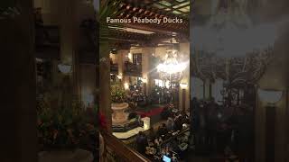 😀 The March of the Famous Peabody Hotel Ducks Memphis TN shorts travel youtubeshorts [upl. by Esmeralda908]