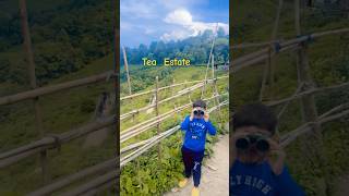 Tea Estate Darjeeling different tea valleyyoutubeshortstea gardendarjeelingchaitrending shorts [upl. by Isleana213]