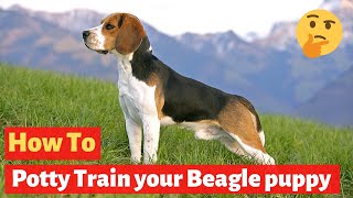 How to Potty Train a Beagle puppy Easiest Technique for Dog Owners [upl. by Ayhtin]