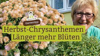 HerbstChrysanthemen  So blühen sie viel länger [upl. by Dumah601]