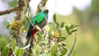 A Female Resplendent Quetzal [upl. by Arimay]