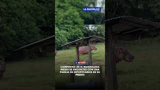 Campesino en el Magdalena Medio se encontró con una pareja de hipopótamos en su predio [upl. by Hanej]