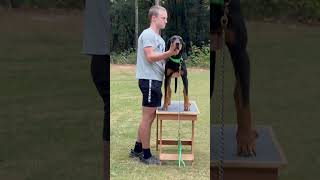 Show Ready coonhound explore dogbreed fyp viralvideo shorts dog trending music show [upl. by Laura]