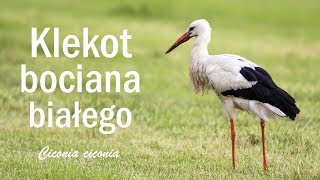 Klekot bociana białego Ciconia ciconia [upl. by Yager]