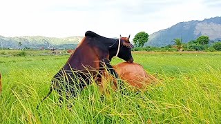 sapi lembu jinak berkembang biak [upl. by Langille705]