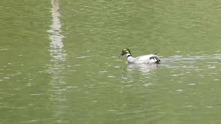 Falcated Duck  Bronskopeend  Vlaardingen NL  24052023 [upl. by Novej]