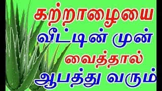 கற்றாழையை வீட்டின் முன் நட்டு வைத்தால் ஆபத்து வருமா  how to grow katralai or aloevera in home [upl. by Eugenle]