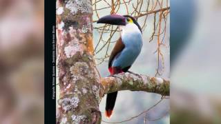 Guía Sonora de Aves  Alto San Miguel Andigena nigrirostris Terlaque Pechiazul [upl. by Korney]