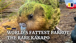 Hope for ‘world’s fattest’ parrot as endangered kakapo have recordbreaking breeding season [upl. by Akemit725]