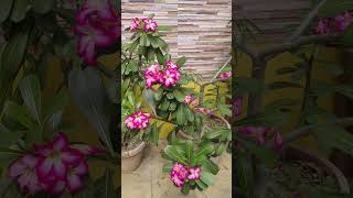 এ্যাডোনিয়াম ফুল Adenium flower  sharara moruvumiadenium firefighterfaruk1983 [upl. by Hocker]