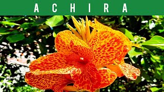 🔴ACHIRA o CAÑA de las INDIASPLANTAS ORNAMENTALES COMESTIBLES CANNA LILY EDIBLE PLANTS🌼 2024 [upl. by George]