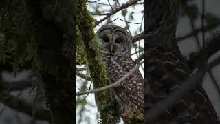 Animals watching photographers wildlifephotoghraphy deer eagles owls hawks [upl. by Ainniz]