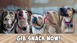 Foster Dogs Review Food  Freeze Dried Snack Taste Test 1 [upl. by Peria152]