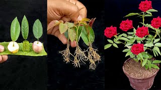 How to grow Rose plant from rose Leaf  Propagate Rose from leaf [upl. by Assiled358]